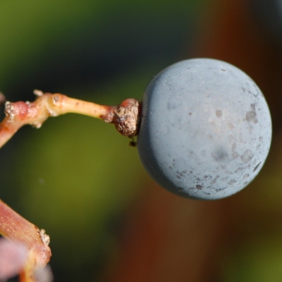 Cabernet Sauvignon ANT 1839